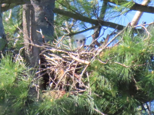 Red-tailed Hawk Nestling