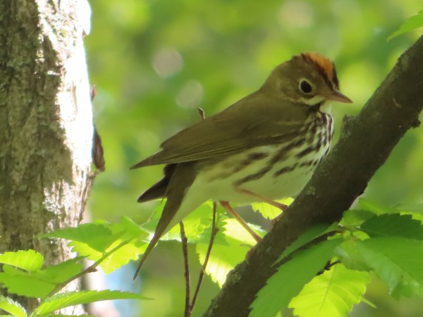 Ovenbird 