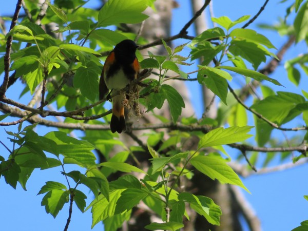 American Redstart 