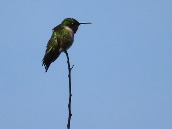 Ruby-throated Hummingbird