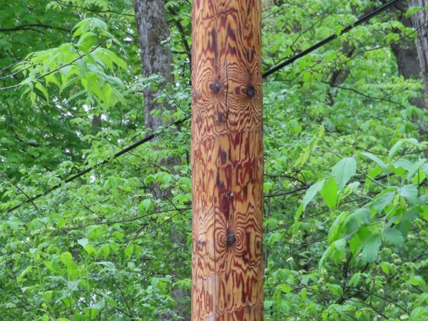 telephone pole