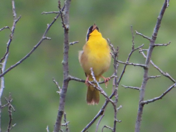 Common Yellowthroat
