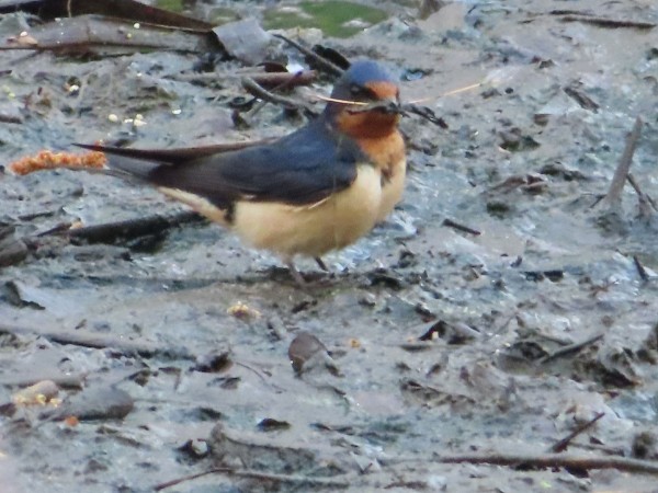 Barn Swallow