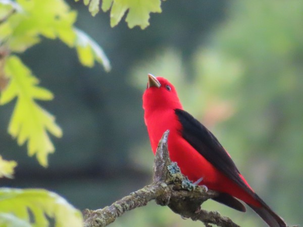 Scarlet Tanager 