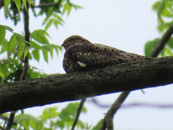 Common Nighthawk