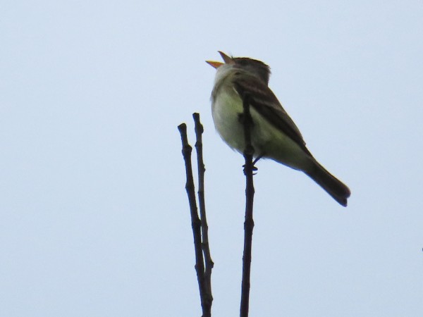 Willow Flycatcher