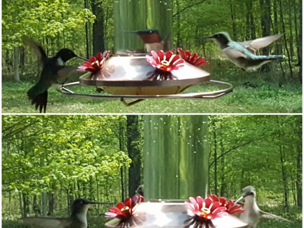 Ruby-throated Hummingbirds