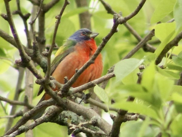 Painted Bunting