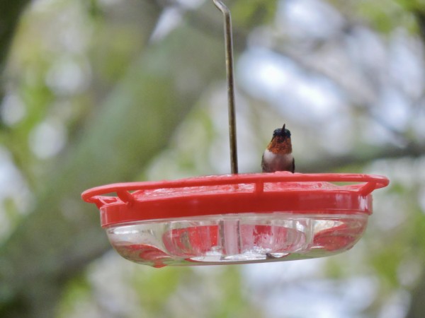 Ruby-throated Hummingbird