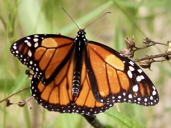 Monarch Butterfly 