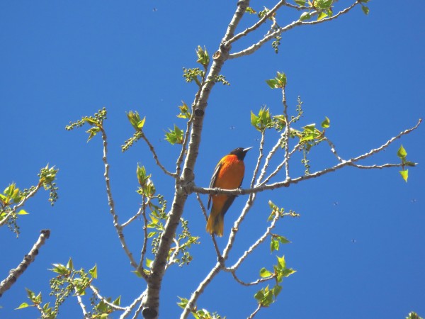 Baltimore Oriole 