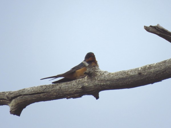 Barn Swallow