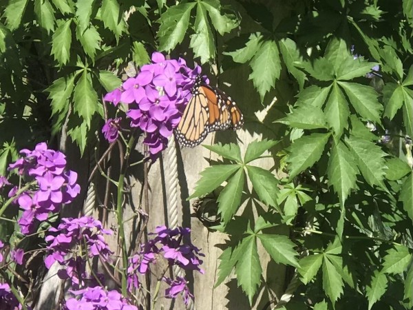 Monarch Butterfly 