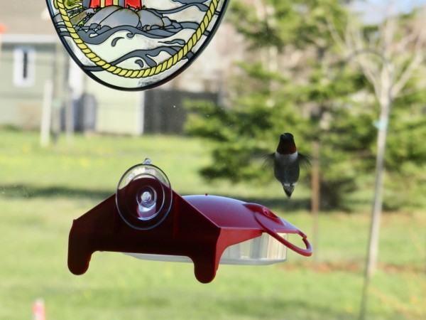 Ruby-throated Hummingbird