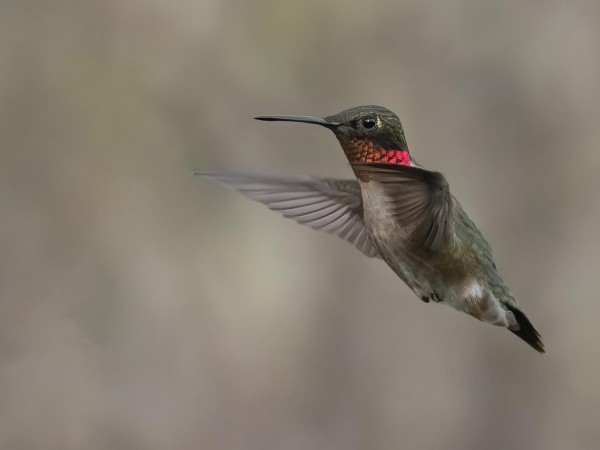 Ruby-throated Hummingbird