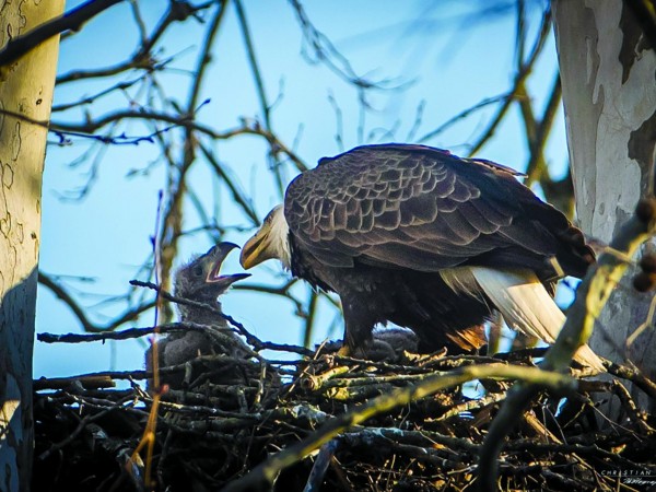 Bald Eagle