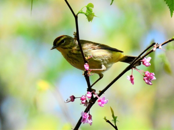 Palm Warbler