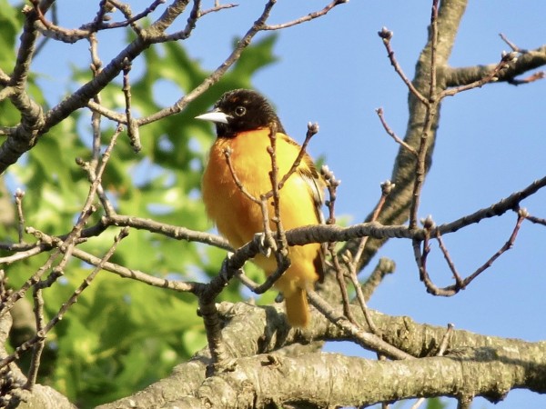 Baltimore Oriole 