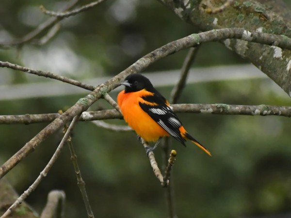 Baltimore Oriole