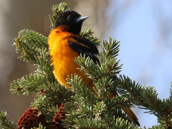 Baltimore Oriole 