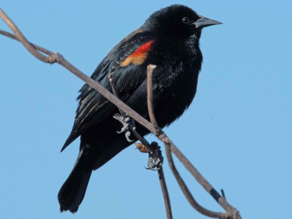 Red-winged Blackbird