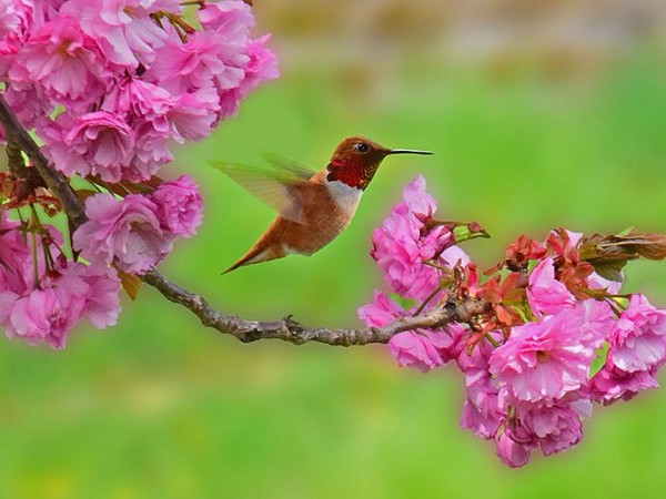 Rufous Hummingbird 