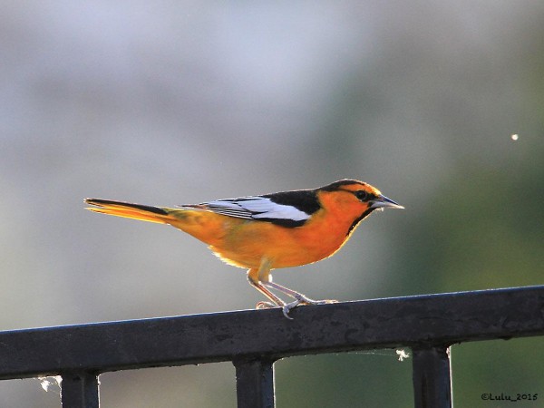 Bullock's Oriole