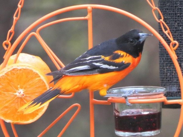 Baltimore Oriole 
