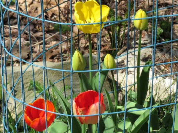 tulips blooming 