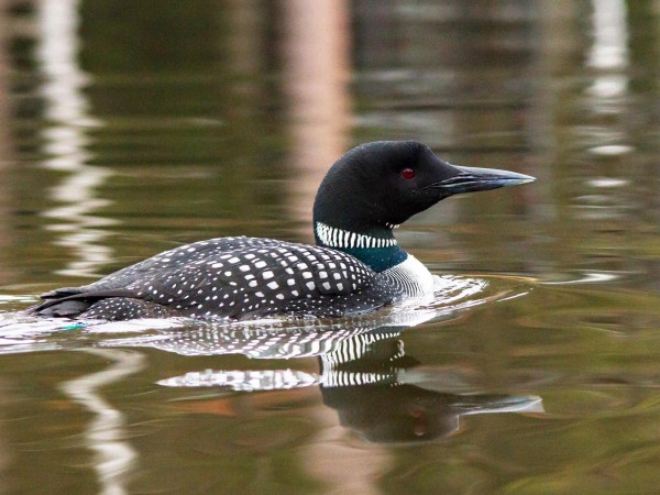 Common Loon