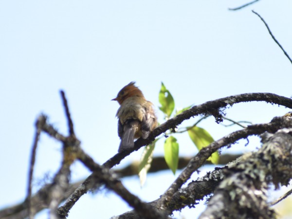 Tufted Flycatcher