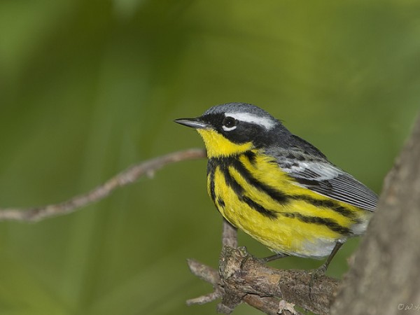 magnolia warbler