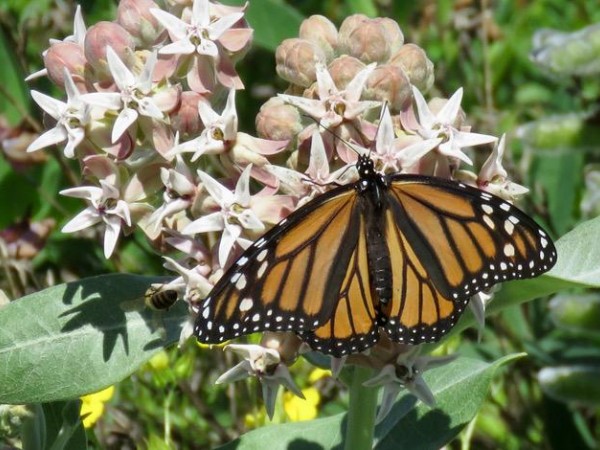 Monarch Butterfly 