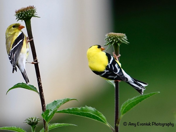 American Goldfinches