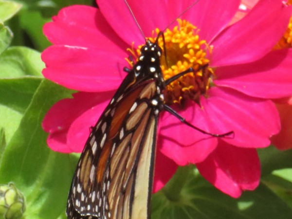 Monarch Butterfly