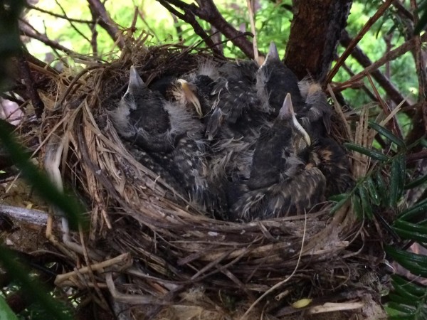 American Robin fledglings