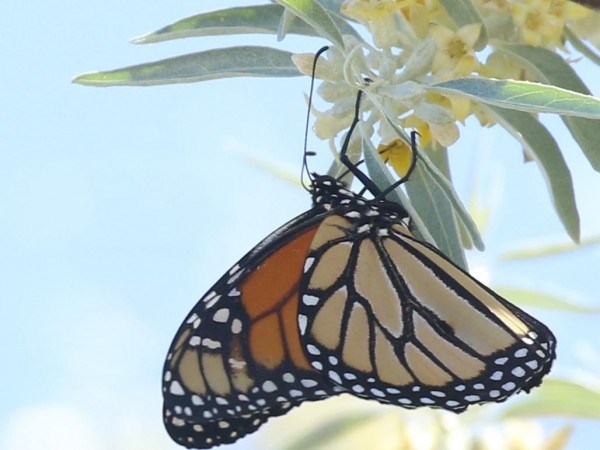 Monarch Butterfly 