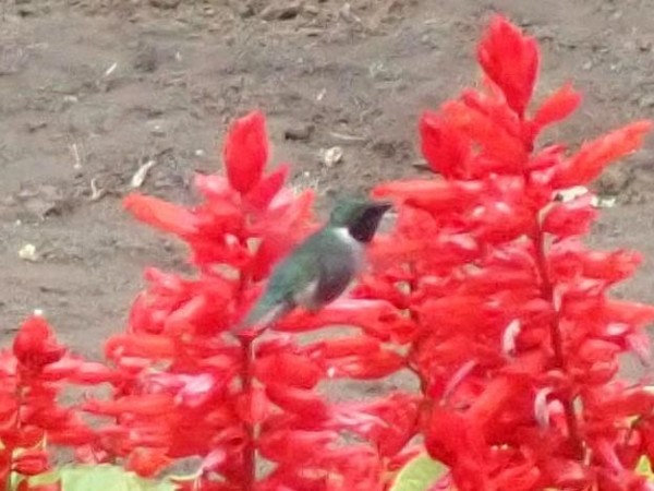 Ruby-throated Hummingbird