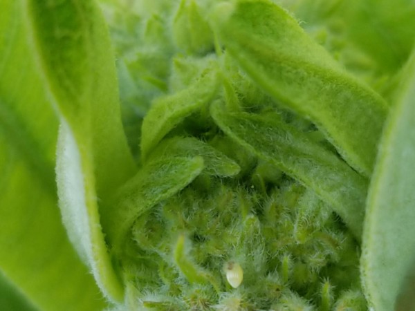 Monarch egg on common milkweed