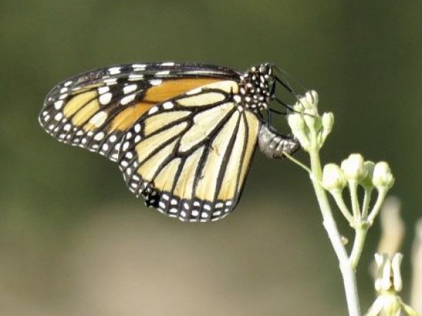 Monarch Butterfly 