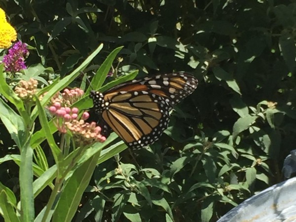 Monarch Butterfly 
