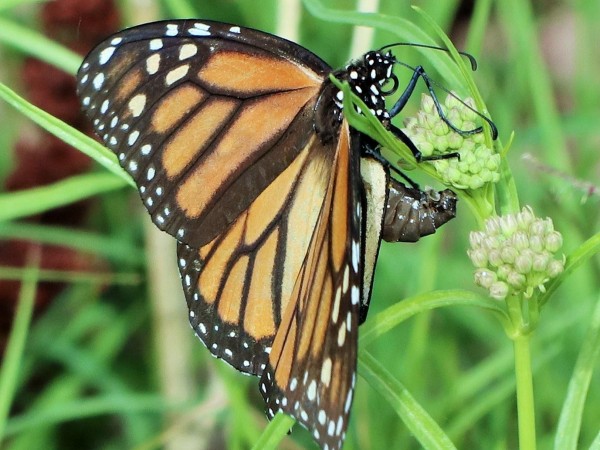 Monarch Butterfly 