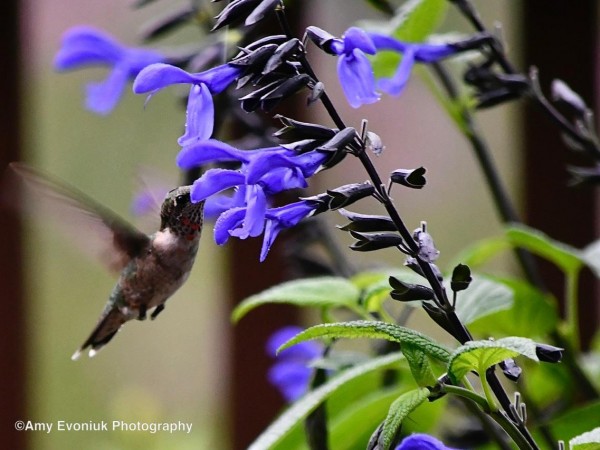 Ruby-throated Hummingbird