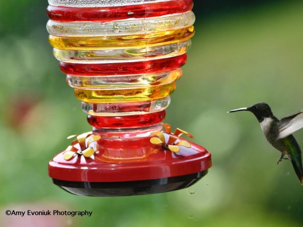 Ruby-throated Hummingbird