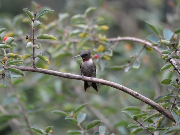 Ruby-throated Hummingbird