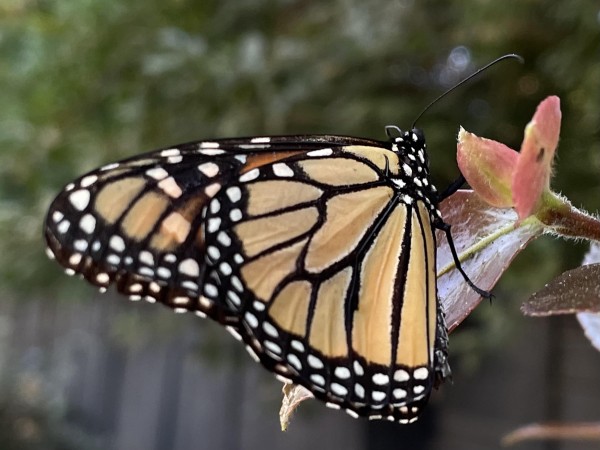 Monarch Butterfly 