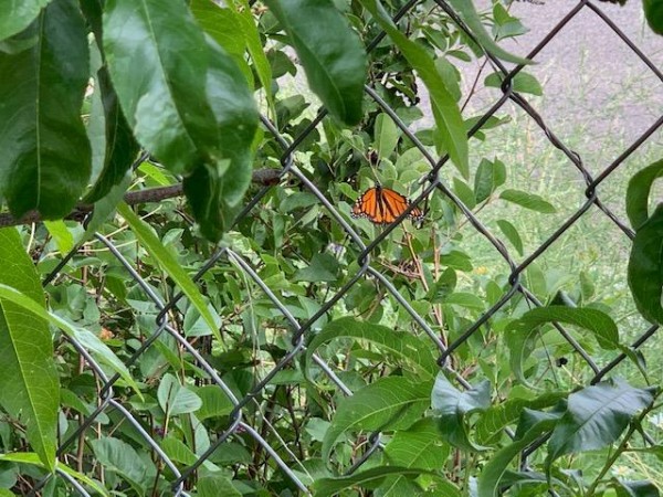 Monarch Butterfly 