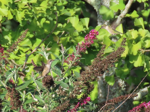 Ruby-throated Hummingbirds