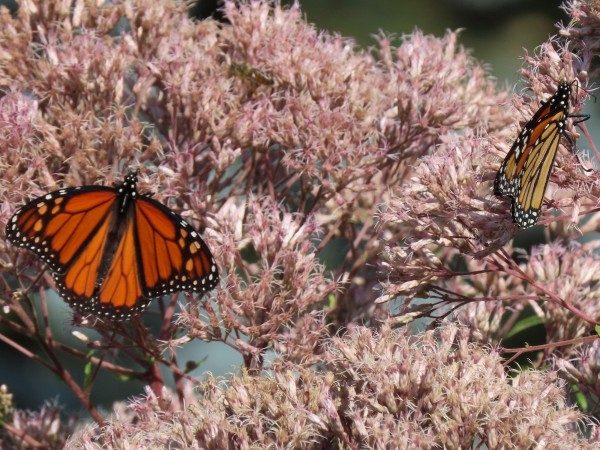 Monarch Butterflies