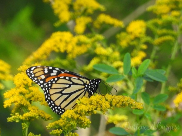 Monarch Butterfly 